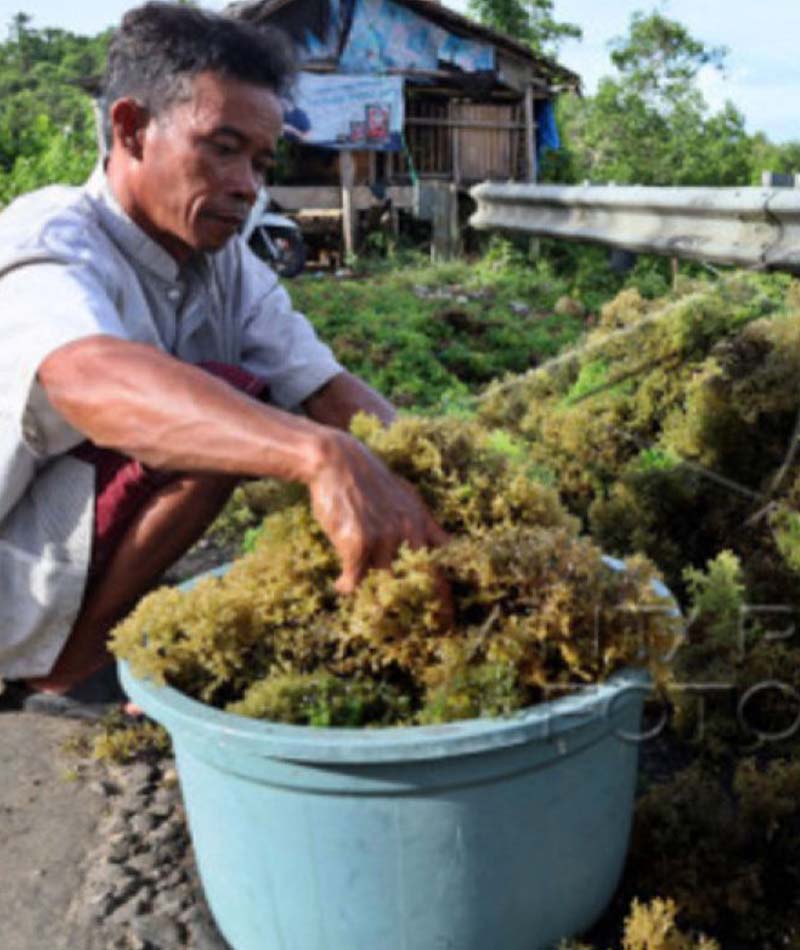 Blog Rumput Laut Empang 2